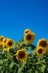 夏の陽気、ひまわり畑と青空