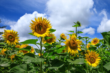 태백 구와우해바라기마을 해바라기