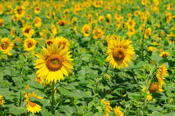 태백 구와우해바라기마을 해바라기