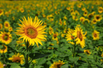태백 구와우해바라기마을 해바라기