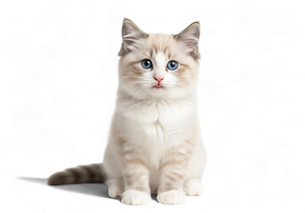 Obraz premium Illustration of cute ragdoll kitten with blue eyes isolated on transparent background