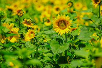 태백 구와우해바라기마을 해바라기