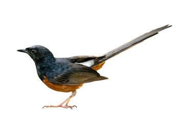 White-rumped Shama standing alert on white background, showcasing its glossy black head, rich orange underparts, and long tail.