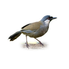 Black-throated Laughingthrush perching on a branch, showing its sharp gaze and smooth olive plumage against a white background