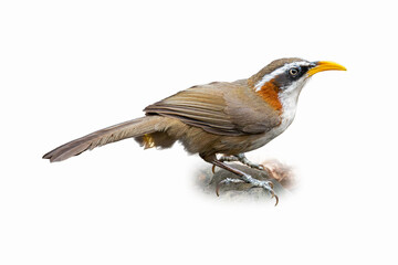 Chestnut-backed Scimitar Babbler perched on a rock, showing its curved yellow bill and bold chestnut back with white and black facial markings.