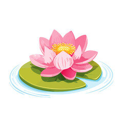 Pink lotus flower blossom floating on water lily pad, water ripple illustration art on black background