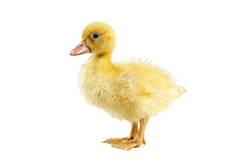 Cute Yellow Duckling isolated on white transparent background