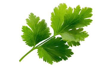 Fresh parsley sprig isolated on white transparent background