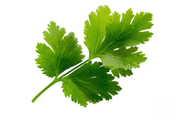 Fresh parsley sprig isolated on white transparent background