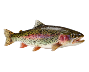 Close-up of a rainbow trout, whole,  in profile view, showing detailed scales and colors.  Body is elongated, and  fin details are visible.  Fish is positioned horizontally against a black backdrop