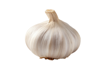 Single head of garlic, creamy white, bulbous, isolated