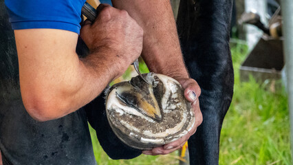 A farrier trimming a horse's hoof