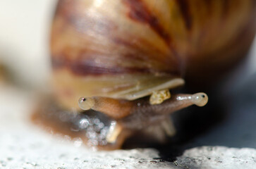 Close-Up of a Garden Snail with Focus on Eye Stalks – Nature’s Slow-Paced Wanderer in Macro Detail