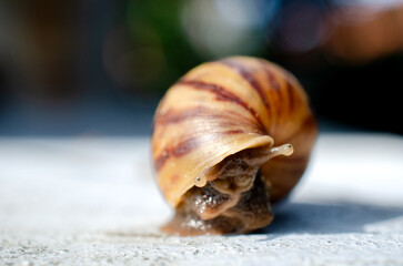Close-Up of a Garden Snail with Focus on Eye Stalks – Nature’s Slow-Paced Wanderer in Macro Detail
