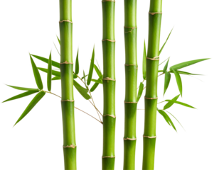 Tall Green Bamboo Stems in Vertical Alignment with Leaf Nodes, Transparent PNG