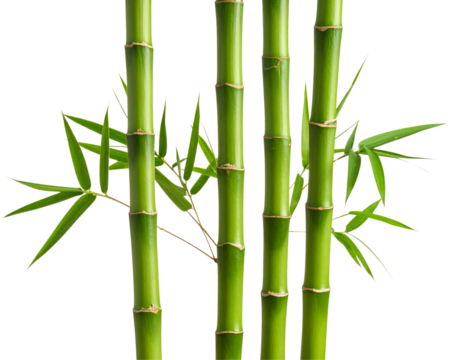 Tall Green Bamboo Stems in Vertical Alignment with Leaf Nodes, Transparent PNG