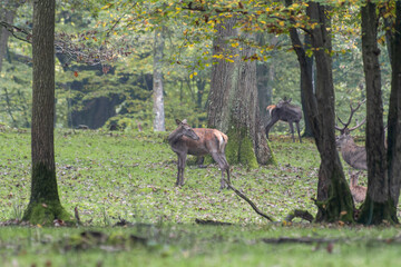 Biches de cerf élaphe (Cervus elaphus) dans la forêt, cervidés sauvages européens observés en harde au milieu des arbres et du sous-bois