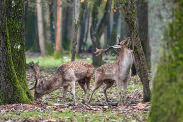 Daims européens (Dama dama) dans la forêt, mâles au pelage tacheté et aux bois palmés, observation de la faune sauvage et comportement territorial