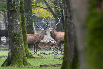 Cerfs élaphes (Cervus elaphus), grands cervidés mâles aux bois ramifiés, observés en forêt européenne, symbole de la faune sauvage