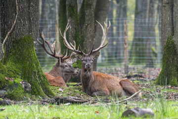 Cerfs élaphes (Cervus elaphus), grands cervidés mâles aux bois ramifiés, observés en forêt européenne, symbole de la faune sauvage