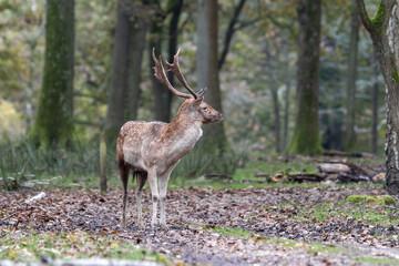 Daims européens (Dama dama) dans la forêt, mâles au pelage tacheté et aux bois palmés, observation de la faune sauvage et comportement territorial
