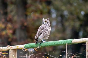Hibou grand-duc (Bubo bubo), gros rapace nocturne aux yeux jaunes perçants, observé de près lors...