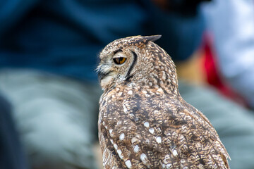 Hibou grand-duc (Bubo bubo), gros rapace nocturne aux yeux jaunes perçants, observé de près lors d’un spectacle de fauconnerie éducative