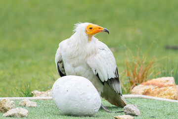 Percnoptère d’Égypte (Neophron percnopterus) utilisant un outil pour casser un œuf lors d’un spectacle de rapaces
