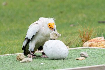 Percnoptère d’Égypte (Neophron percnopterus) utilisant un outil pour casser un œuf lors d’un spectacle de rapaces