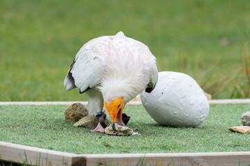 Percnoptère d’Égypte (Neophron percnopterus) utilisant un outil pour casser un œuf lors d’un spectacle de rapaces