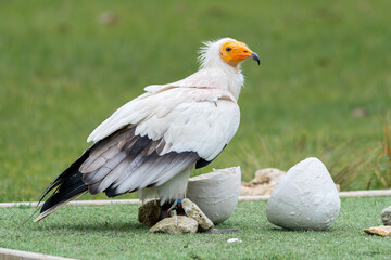 Percnoptère d’Égypte (Neophron percnopterus) utilisant un outil pour casser un œuf lors d’un spectacle de rapaces