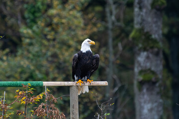 Pygargue à tête blanche (Haliaeetus leucocephalus) perché sur son support en lisière de forêt, Espace Rambouillet