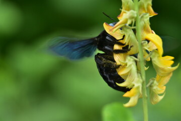 A black Violet Carpenter Bee (Xylocopa valga) with iridescent wings pollinates a yellow Crotalaria...