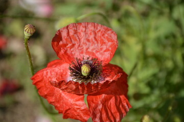 Red poppy in a wild field in summer