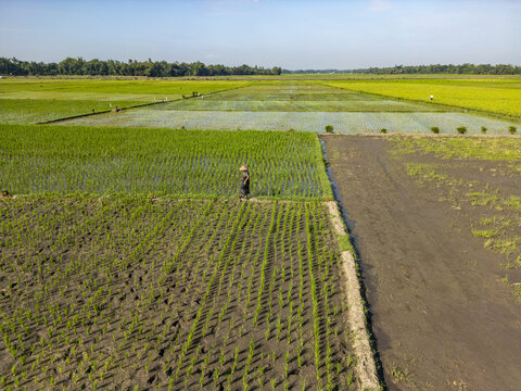 Aerial view of a lone figure traversing the vibrant patchwork of rice paddies, a mosaic of greens and browns under the vast sky, Jember, Kaliwates, Indonesia.