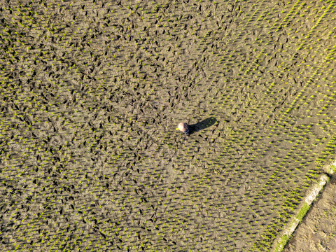 Aerial view of a lone figure working in the patterned fields of Kaliwates, the earth's textures contrasting with the vibrant green sprouts, Jember, Kaliwates, Indonesia.