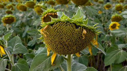Close-up of a blooming sunflower in a sunny field under a clear blue sky. Perfect for themes of nature, agriculture, summer, sustainability, and organic farming.