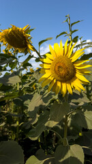 Close-up of a blooming sunflower in a sunny field under a clear blue sky. Perfect for themes of nature, agriculture, summer, sustainability, and organic farming.