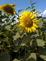 Close-up of a blooming sunflower in a sunny field under a clear blue sky. Perfect for themes of nature, agriculture, summer, sustainability, and organic farming.
