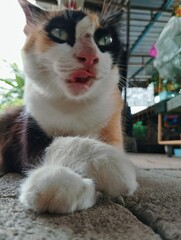 Cat licking her mouth