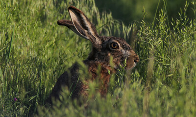 rabbit in the grass