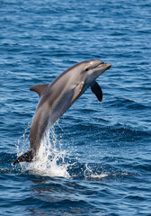 A bottlenose dolphin leaps joyfully out of the deep blue ocean water.