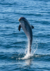 A dolphin joyfully leaps out of the ocean, creating a beautiful splash in the sea.