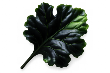 Vibrant green leaf isolated on a transparent background, showcasing intricate vein details and natural texture