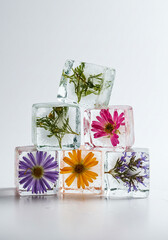 Flowers frozen in ice cubes, creating a vibrant and artistic still life composition.