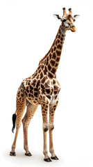Fototapeta premium A giraffe standing tall with its long neck and spotted coat against a white background.