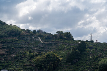 熊本県の天水みかん山の段々畑と有明海