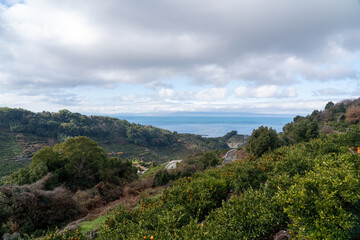 熊本県の天水みかん山の段々畑と農村