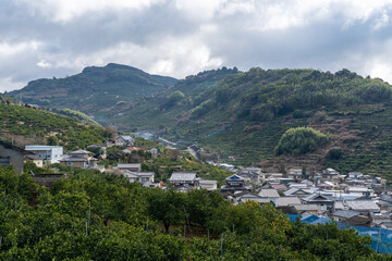 熊本県の天水みかん山の段々畑と有明海