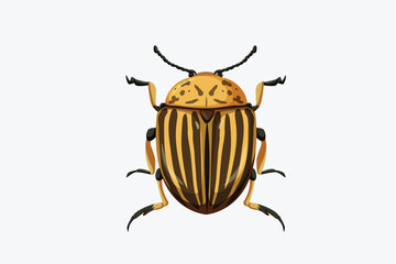 colorado potato beetle